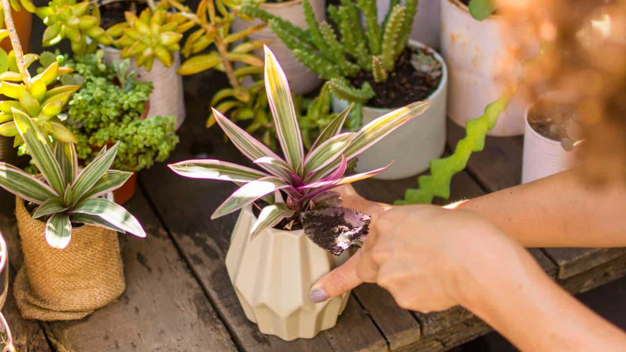 plantas lindas e livres de pragas