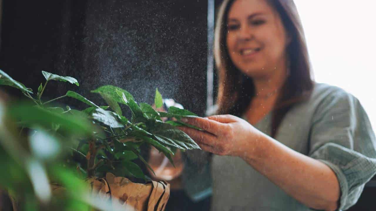 Repelente: Mantenha os insetos longe de suas plantas com essa dica