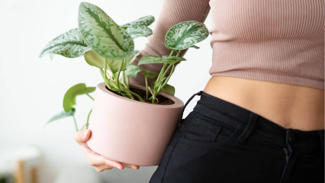 Feng Shui: 3 plantas aromáticas para fazer uma mudança energética eficaz