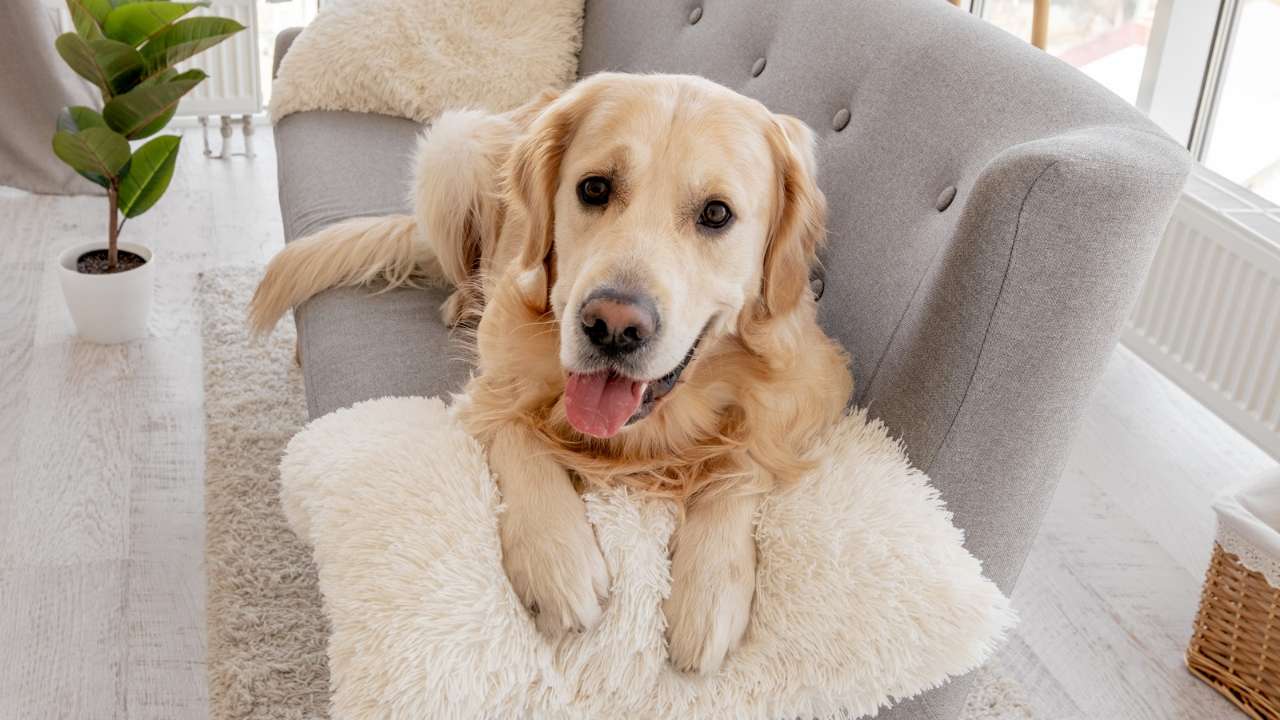 Truque eficaz para evitar que o pelo do seu cachorro caia