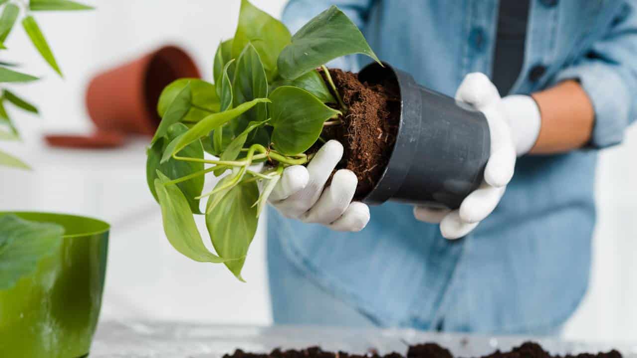 gelatina para cultivar plantas