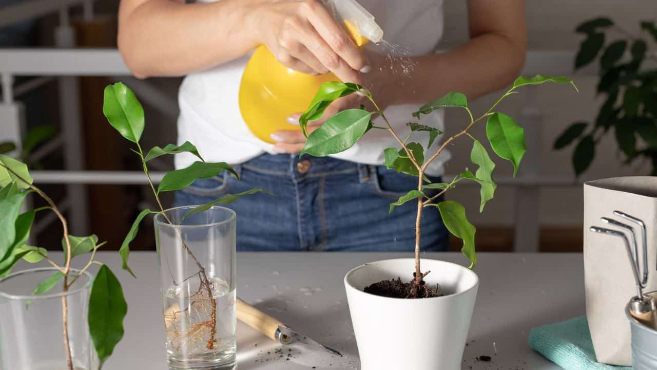 Ingrediente secreto para colocar em suas plantas manter as formigas longe