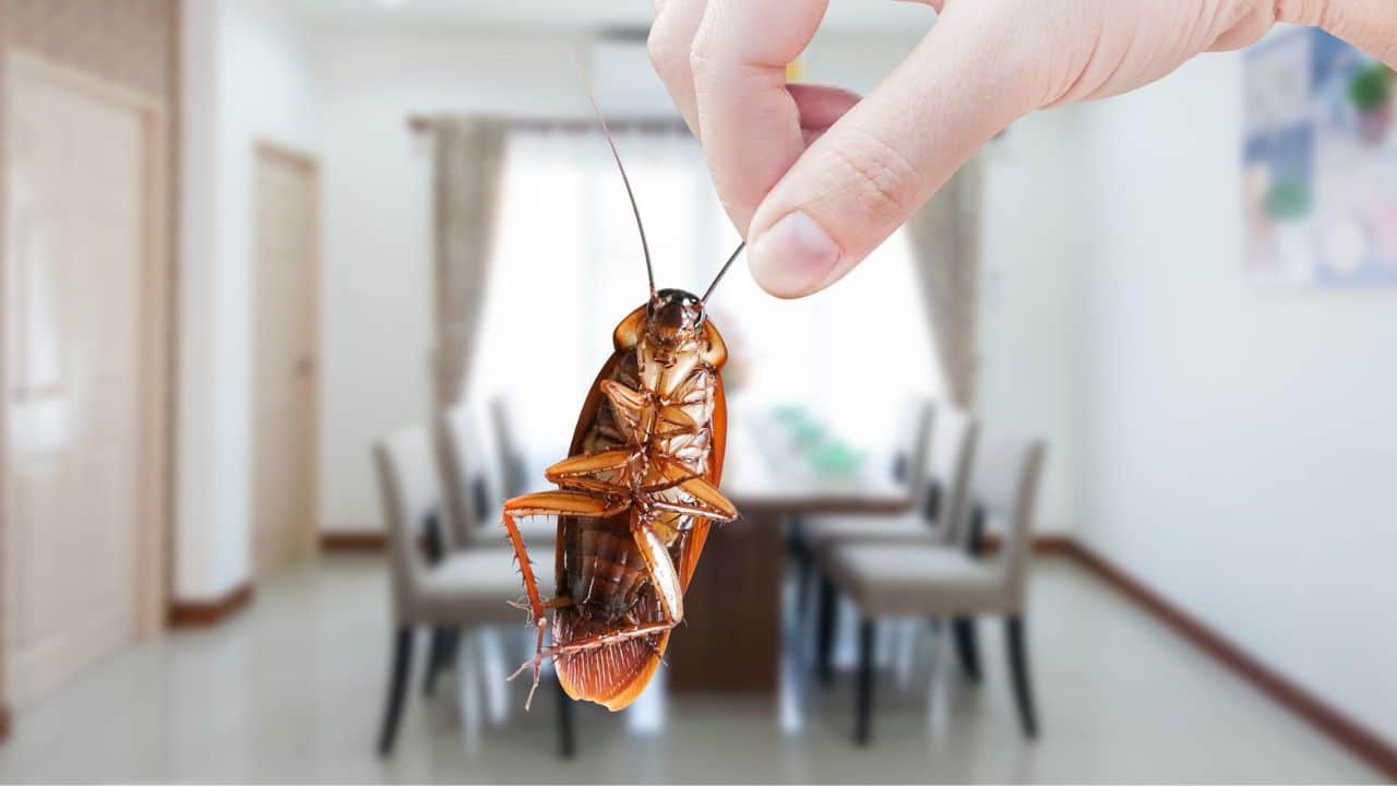 5 dicas eficazes para eliminar ninhos de baratas das paredes de casa