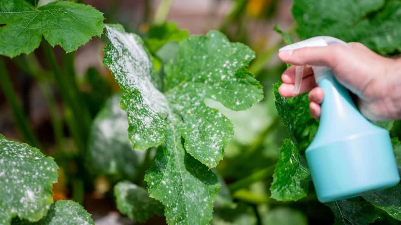 Fertilizante de leite caseiro: Protege e faz crescer suas plantas ao ar livre!