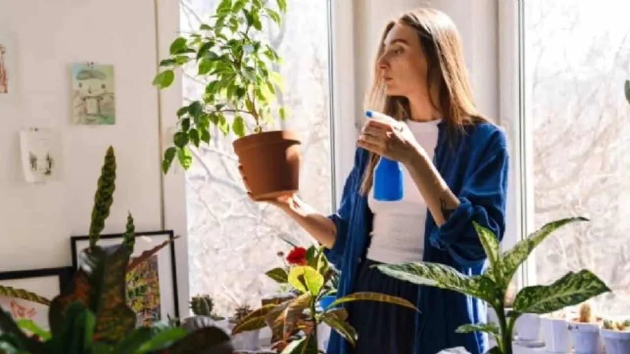Jogue isso nas suas plantas e elas viverão rapidamente